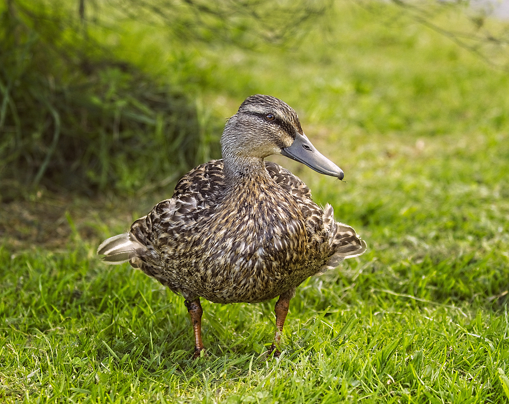 Ruffled feathers