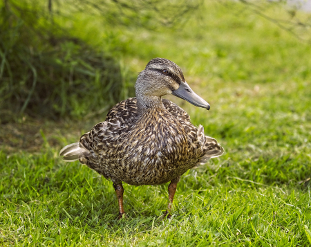 Ruffled feathers