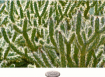 Thorny Condition