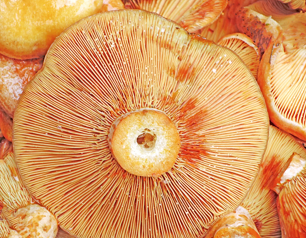 Mushrooms..ready for cooking.