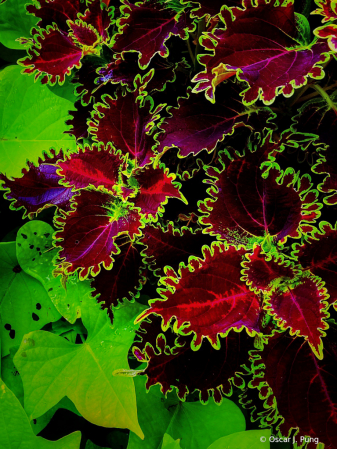 Coleus Meets Sweet Potato