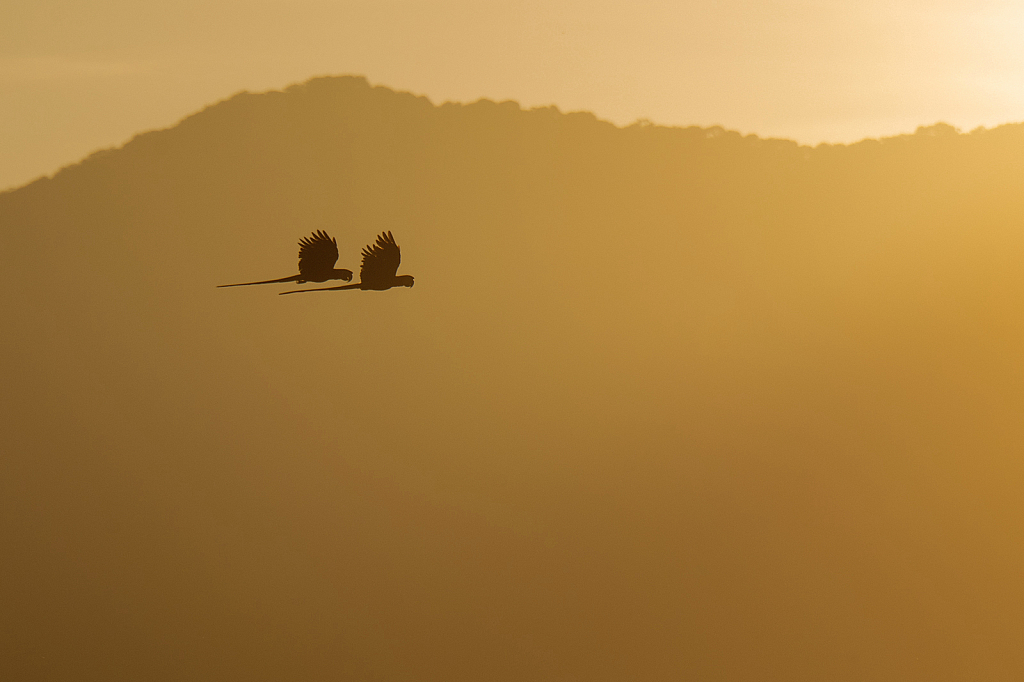 Scarlet Macaws