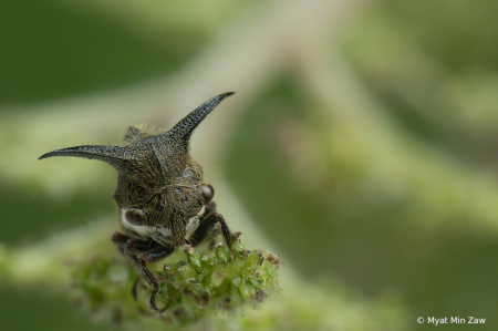 Tree hopper