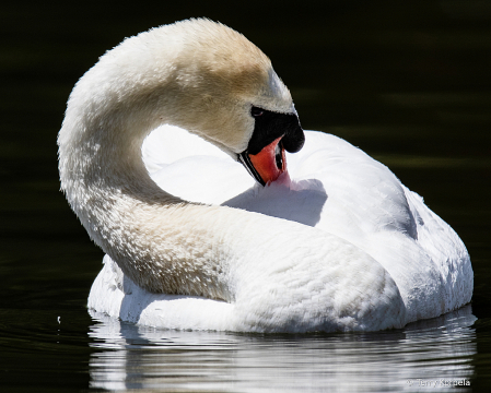 Mute Swan  