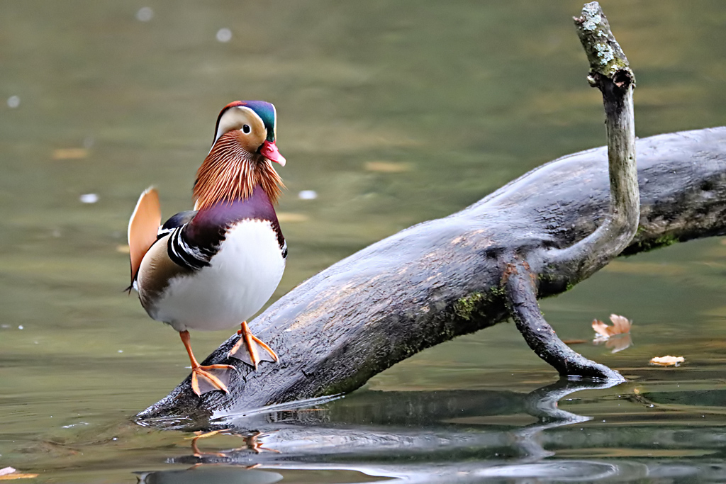 Mandarin Duck