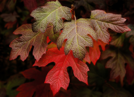 Autumn Leaves  