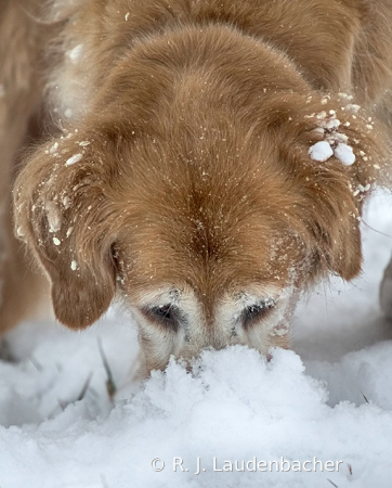 Snowplow