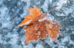 Frozen Sycamore L...