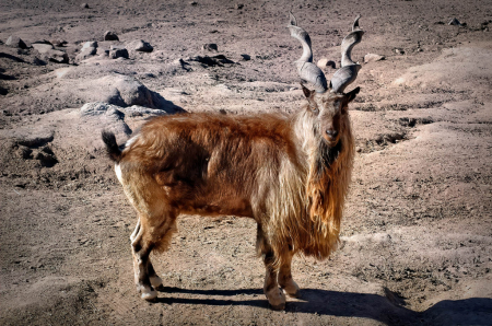 Markhor