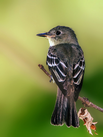 Eastern Wood-Pewee