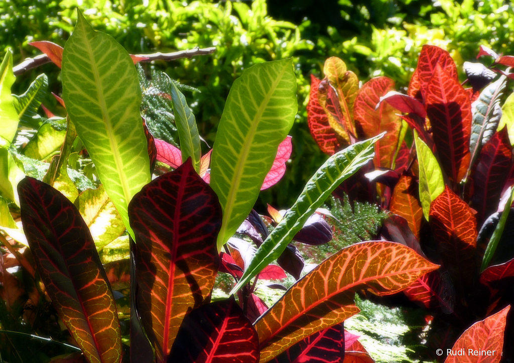 Tropical leaves, Kauai