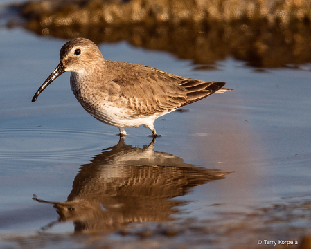 Spotted Sandpiper Without the Spots