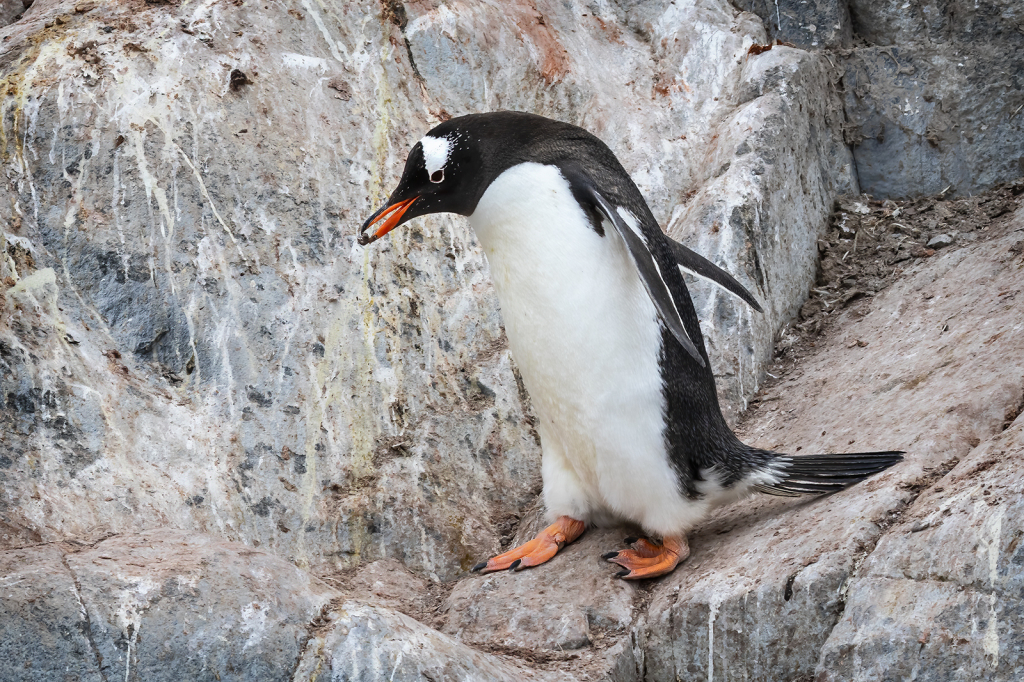 Nest Building Gentoo Penguin  