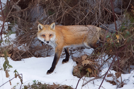 Fox in the Snow