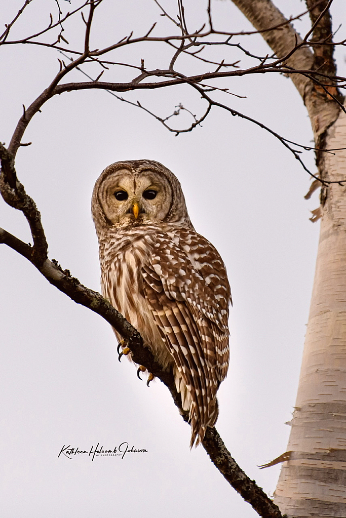 Barred Owl 2! - ID: 15875831 © Kathleen Holcomb Johnson