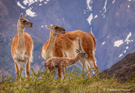 Photography Contest Grand Prize Winner - December 2020: On the Look Out.