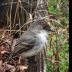 © george w. sharpton PhotoID# 15875794: Eastern Phoebe