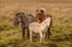 Family of Three  ...