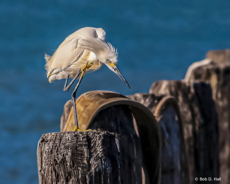 Snowy Egret