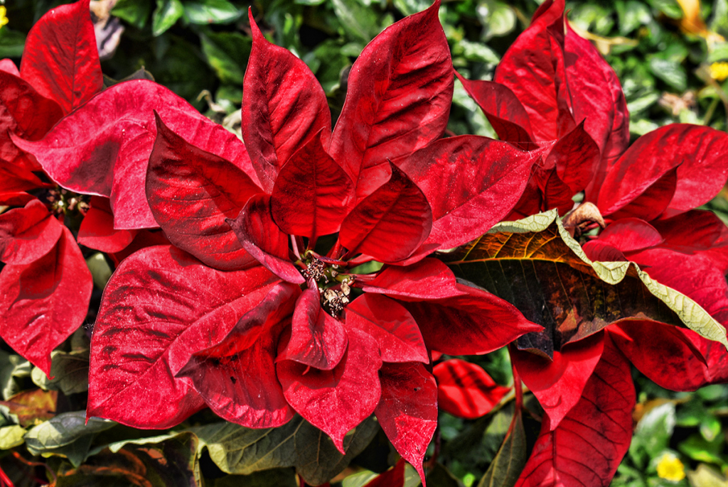 CHRISTMAS' FLOWERS