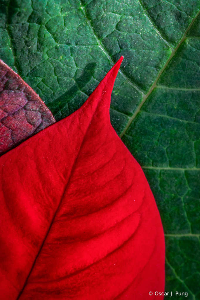 Poinsettia Detail