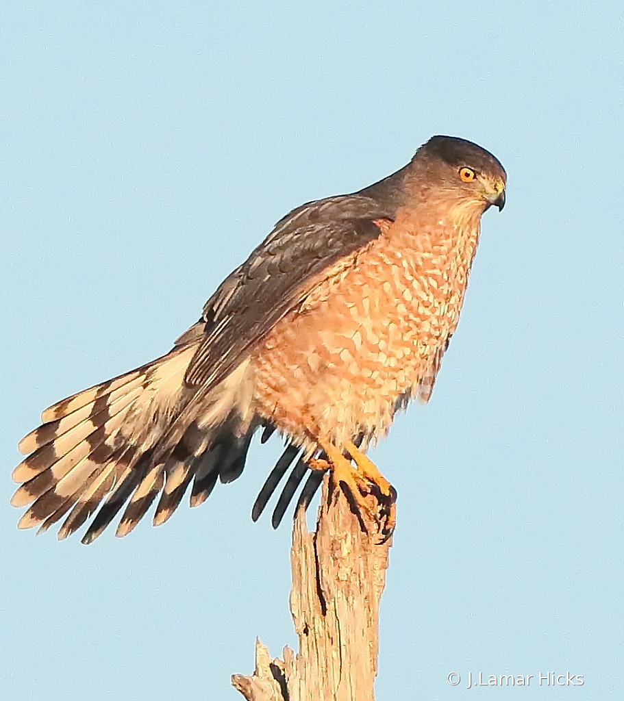 Coopers Hawk- Pose-2