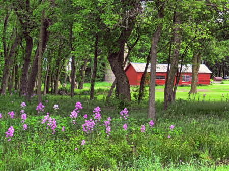 Wildflowers And A Red Shed