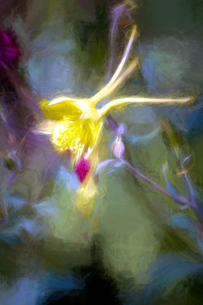 Floral Dreams - ID: 15876157 © Paul Coco
