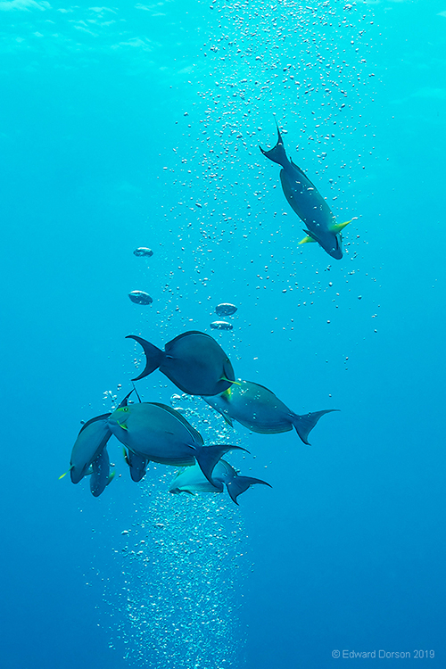 Surgeonfish in Bubbles - ID: 15876158 © Edward Dorson