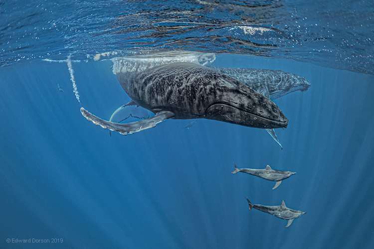 Humpback Whales and Rough-toothed Dolphins