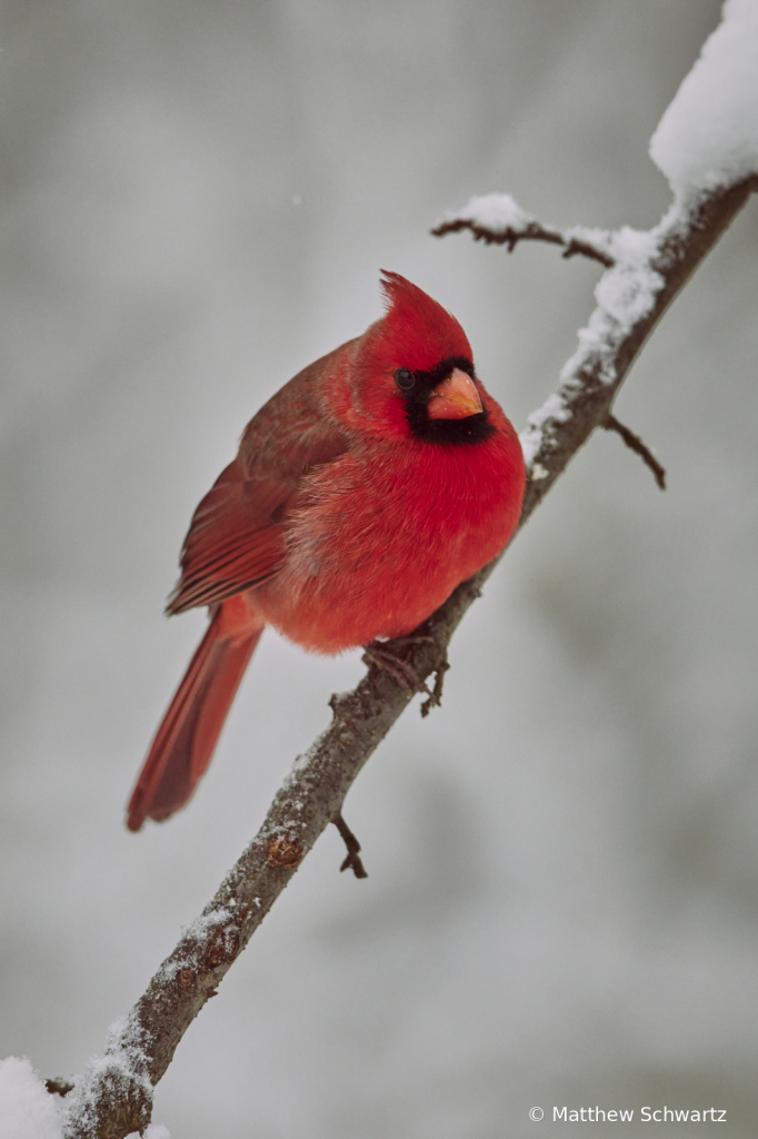 Cardinal in Snow (2)