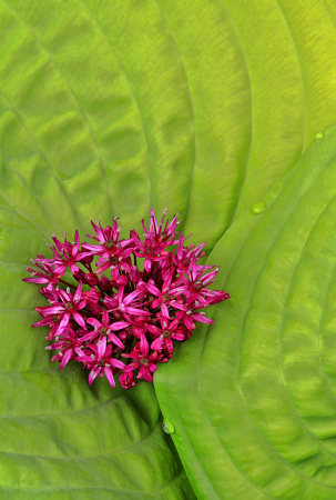 Leaf and Bloom