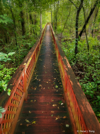 Wetlands Walkway