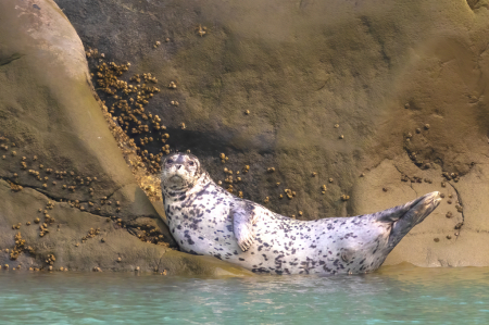 Basking Seal  
