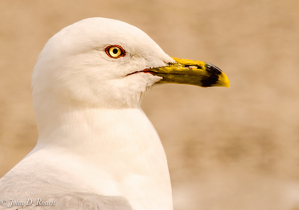 The Lake Gull - ID: 15876289 © John D. Roach