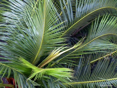 Hawaiian palm 