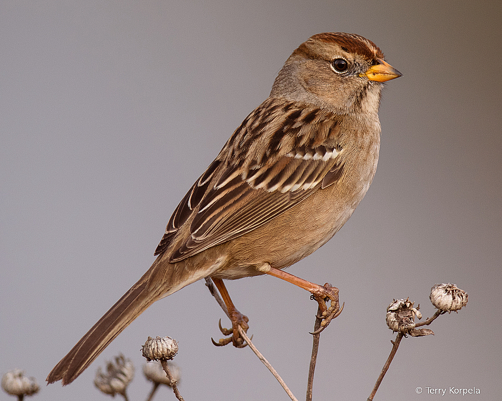 White-crowned Sparrow 1st Winter