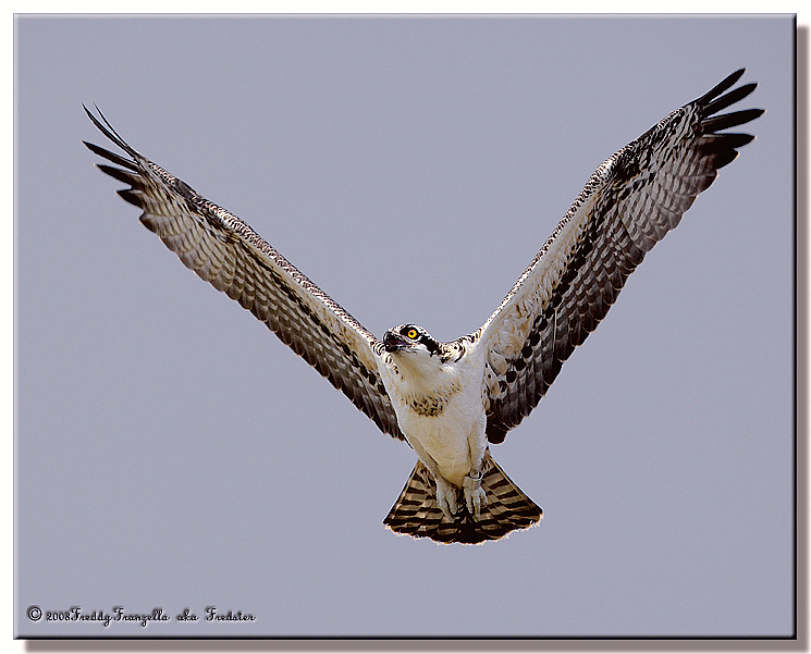 Osprey ( From My Lost Files )