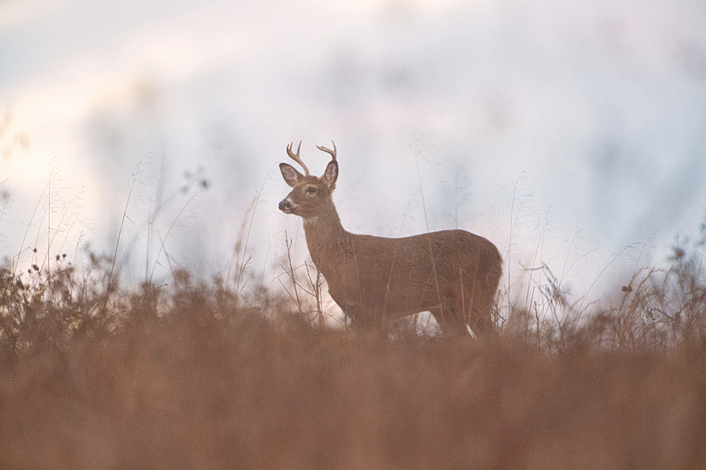 Buck at Dusk