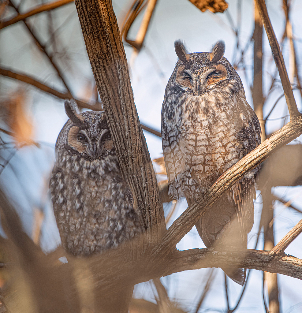 Sleepy Long Eared Owls in the Woods