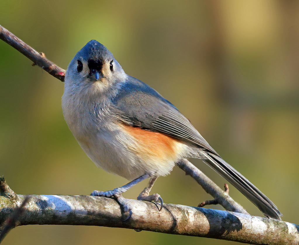 Tufted Titmouse