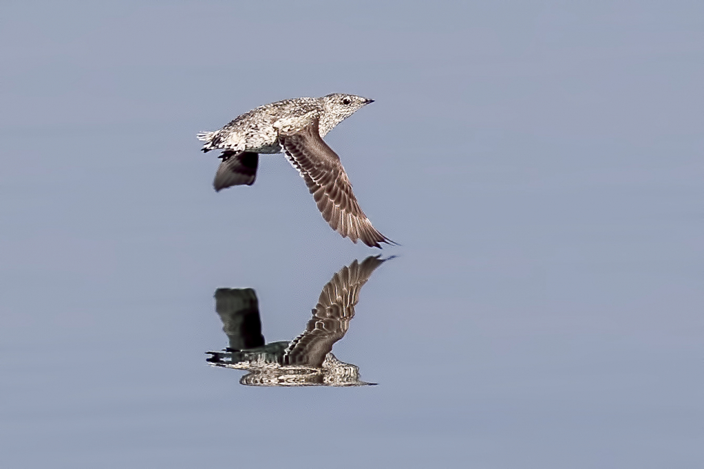 Marbled Murrelet Reflection  