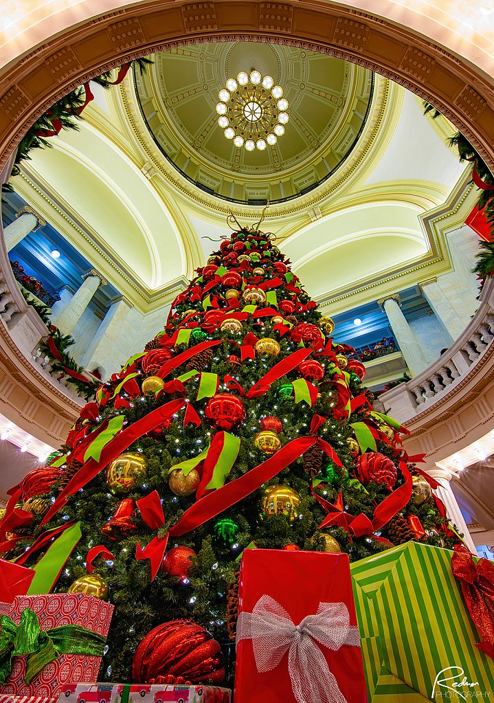 Capitol Christmas Tree