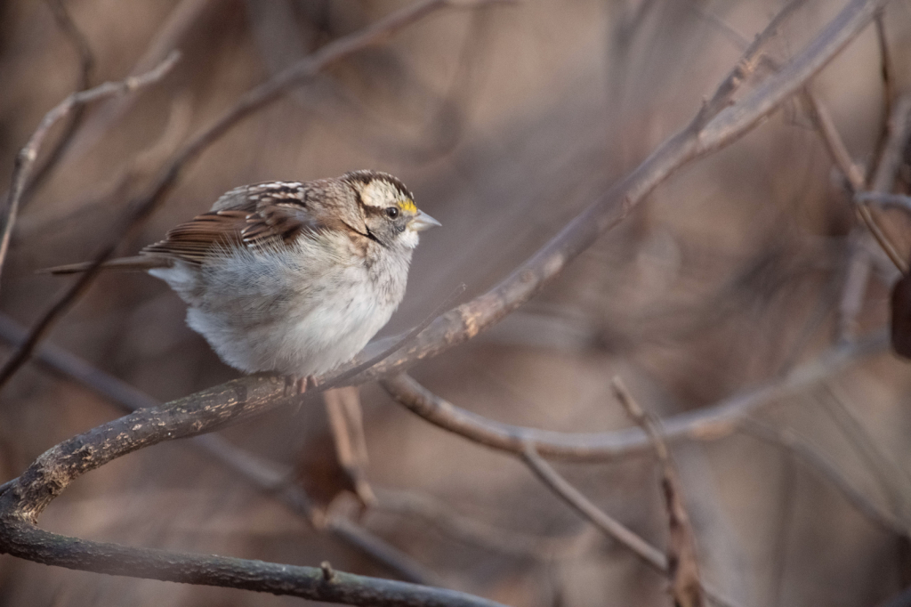 White Throated Sparrow