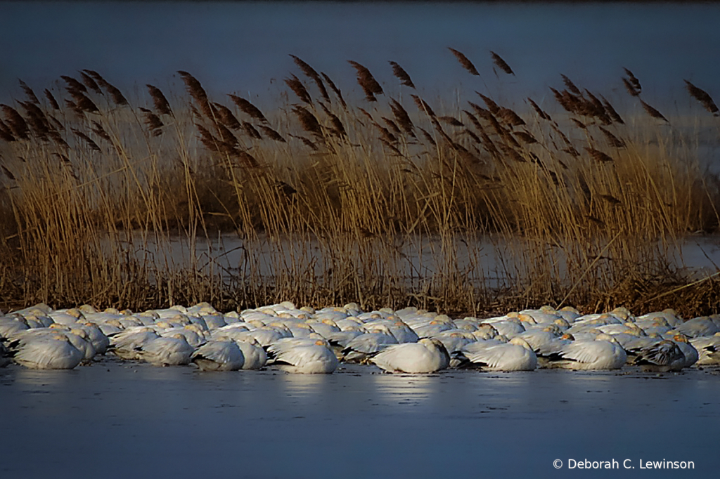 Sleeping Snow Geese