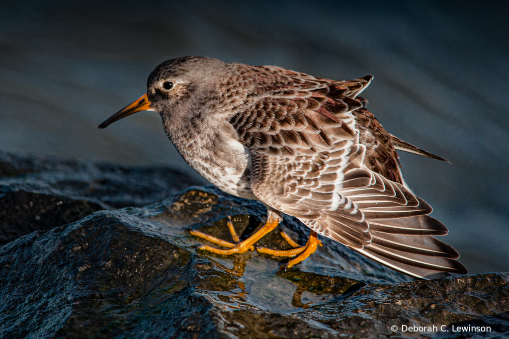 Sandpiper