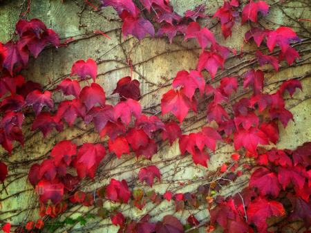 ~ ~ RED LEAVES ~ ~ 