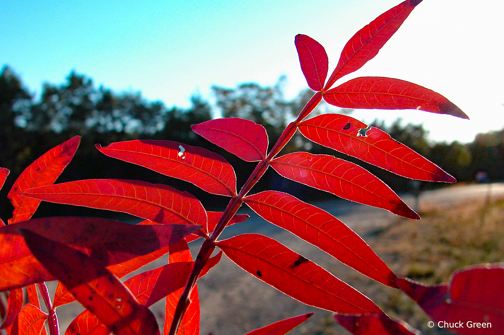 Red Sumac Leaves