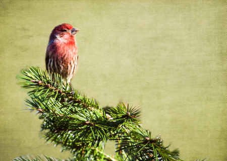 House Finch