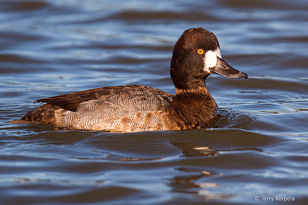 Greater Scaup (Male eclipse)